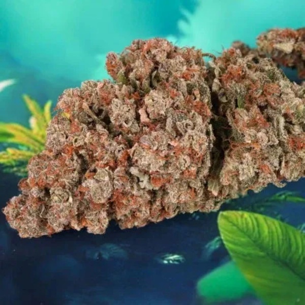 Auto Red Tropicana Cookies (Dutch Passion) feminizowane