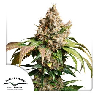 Auto Red Tropicana Cookies (Dutch Passion) feminizowane