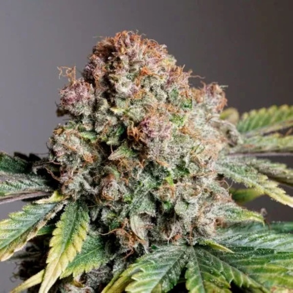 Auto Strawberry Soda (Dutch Passion) feminizowane