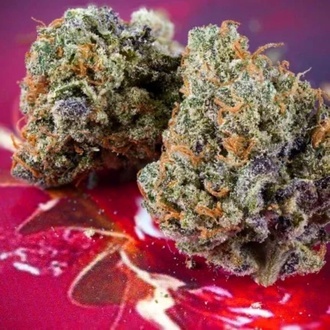 Auto Strawberry Soda (Dutch Passion) feminizowane