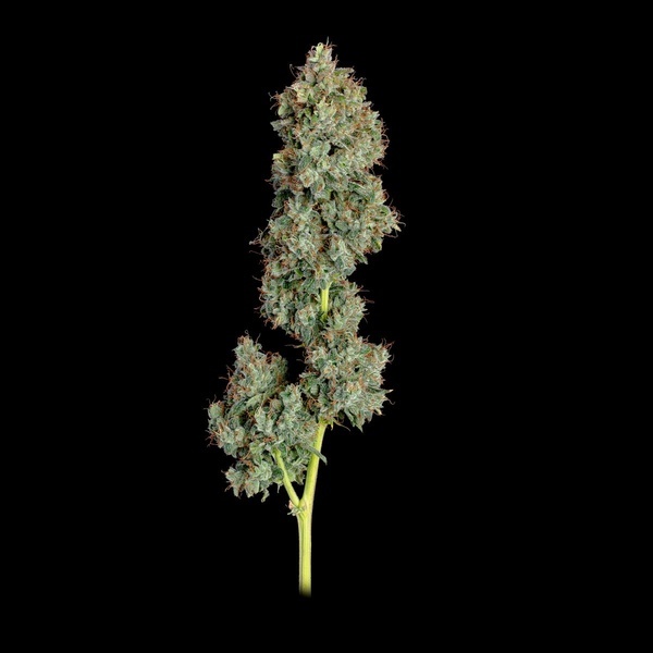 Everglades OG Automat (Happy Valley Genetics) feminizowane
