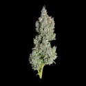 Pineapple Daddy Automat (Happy Valley Genetics) nasiona marihuany feminizowane