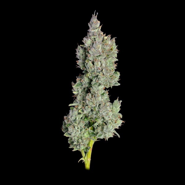 Pineapple Daddy Automat (Happy Valley Genetics) nasiona marihuany feminizowane