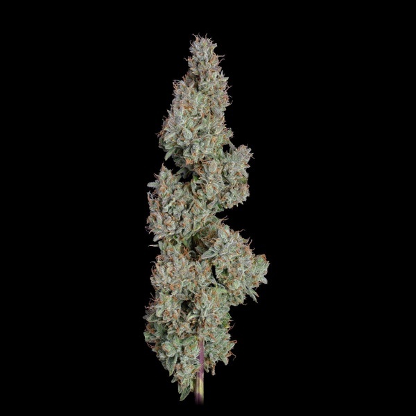 Pineapple Diesel Automat (Happy Valley Genetics) feminizowane