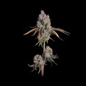 Candy Games 25 (Happy Valley Genetics) nasiona marihuany feminizowane