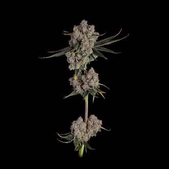 Candy Games 38 (Happy Valley Genetics) feminizowane