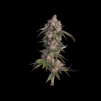 Game Over (Happy Valley Genetics) feminizowane