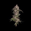 Game Over (Happy Valley Genetics) feminizowane