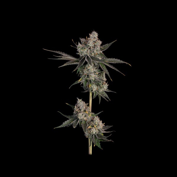 Knockout (Happy Valley Genetics) feminizowane