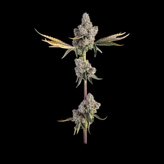 Overtime (Happy Valley Genetics) feminizowane