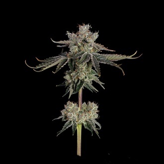 Sweet 16 (Happy Valley Genetics) feminizowane