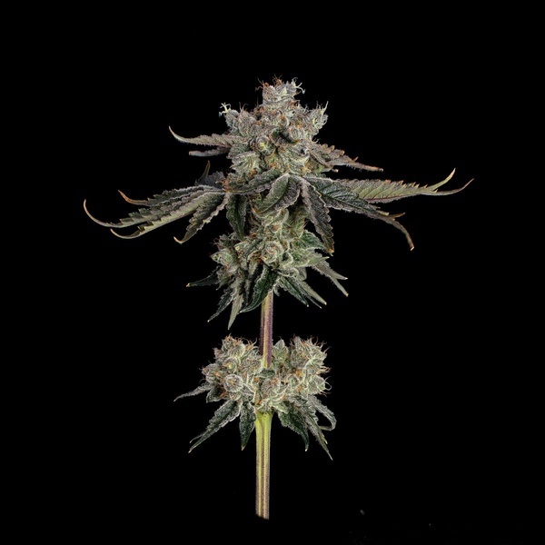 Sweet 16 (Happy Valley Genetics) feminizowane