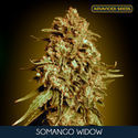 Somango Widow (Advanced Seeds) feminizowane
