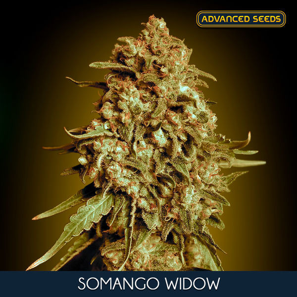 Somango Widow (Advanced Seeds) feminizowane