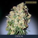 Critical (Advanced Seeds) feminizowane