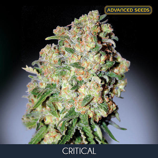 Critical (Advanced Seeds) feminizowane