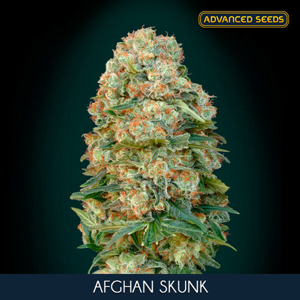 Afghan Skunk (Advanced Seeds) feminizowane