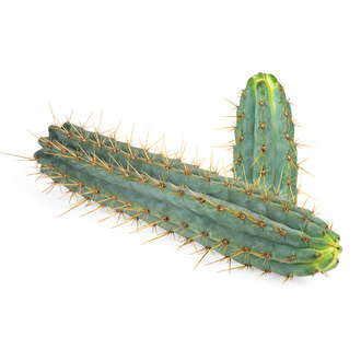 Echinopsis cuzcoensis