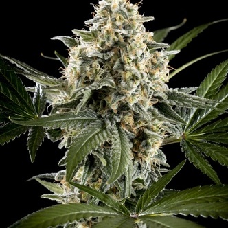 Sunset Sherbet Go Fast (Kannabia) feminizowane