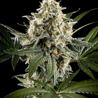 Sunset Sherbet Go Fast (Kannabia) feminizowane