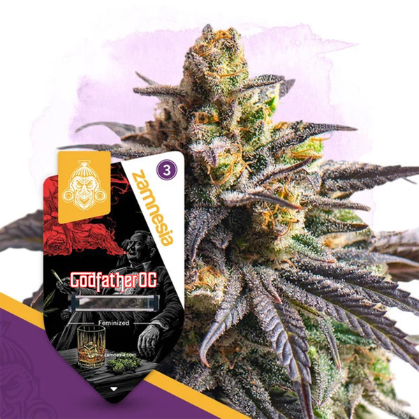 Godfather OG (Zamnesia Seeds) nasiona marihuany feminizowane