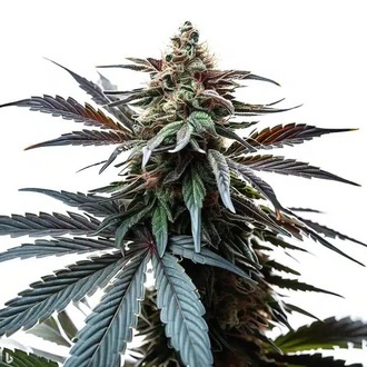 Cap Junky (Blimburn Seeds) feminizowane