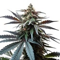 Cap Junky (Blimburn Seeds) feminizowane