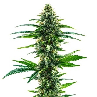 Khalifa Kush (Blimburn Seeds) nasiona marihuany feminizowane