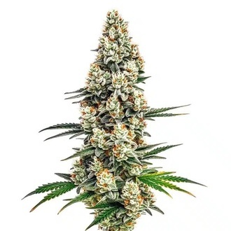 Stardawg (Blimburn Seeds) nasiona feminizowane