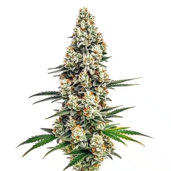 Stardawg (Blimburn Seeds) nasiona feminizowane