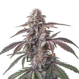 Pinkman Goo (Blimburn Seeds) feminizowane