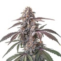 Pinkman Goo (Blimburn Seeds) feminizowane