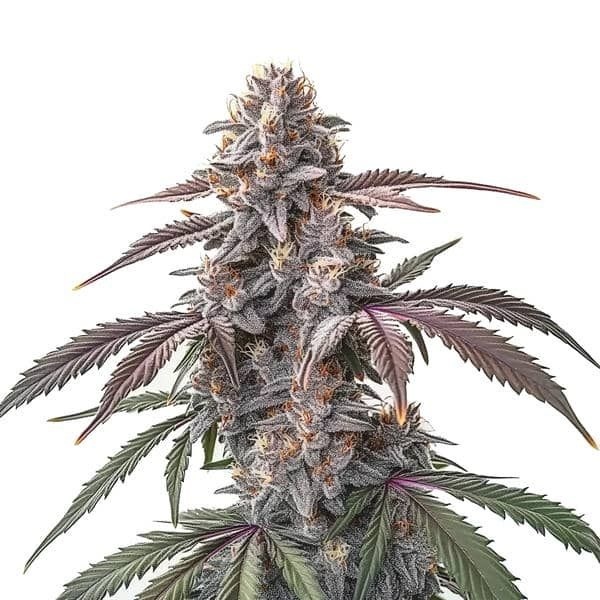 Pinkman Goo (Blimburn Seeds) feminizowane