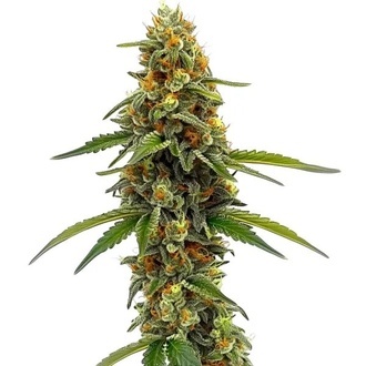 CBD ACDC (Blimburn Seeds) feminizowane