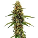 CBD ACDC (Blimburn Seeds) feminizowane