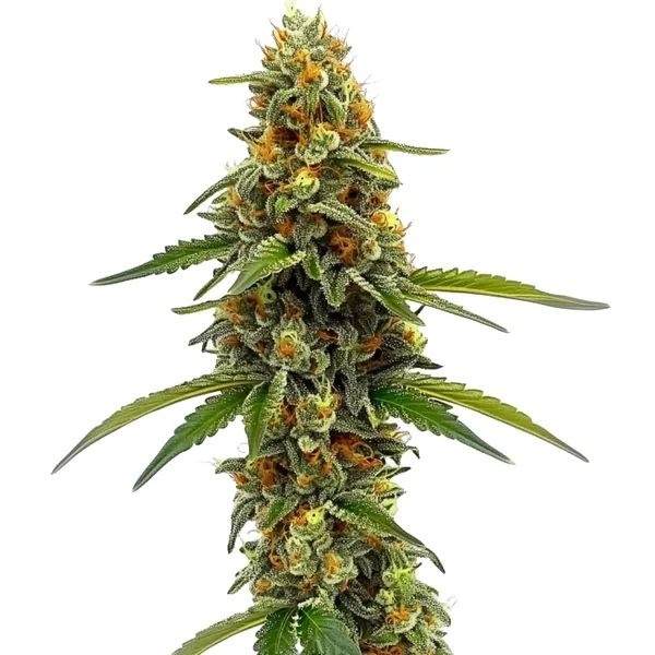 CBD ACDC (Blimburn Seeds) feminizowane