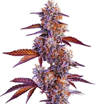 Trop Cherry (Blimburn Seeds) feminizowane