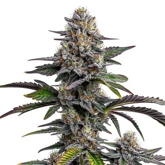 Glitter Bomb (Blimburn Seeds) nasiona marihuany feminizowane