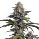 Glitter Bomb (Blimburn Seeds) nasiona marihuany feminizowane
