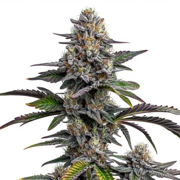 Glitter Bomb (Blimburn Seeds) nasiona marihuany feminizowane