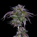 L.A. Confidential (DNA Genetics) nasiona marihuany feminizowane