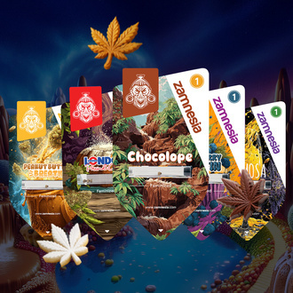 Zestaw Sugar Valley (Zamnesia Seeds) feminizowane