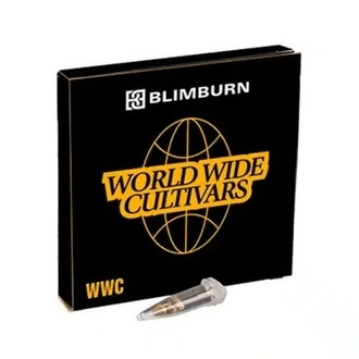 Indigo Sapphire (Blimburn Seeds) nasiona marihuany feminizowane