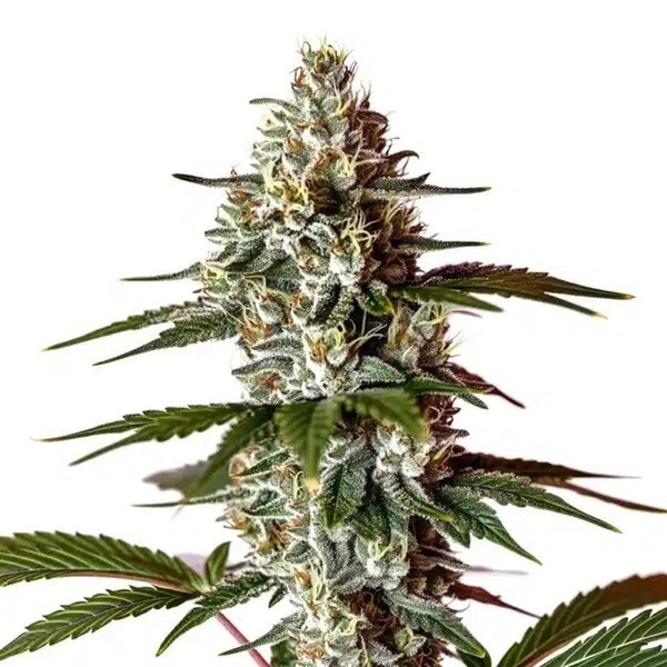 Permanent Marker x Banana Cream (Blimburn Seeds) feminizowane