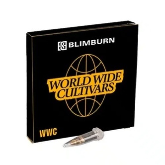 Whitethorn Rose x Ooze Extraction (Blimburn Seeds) feminizowane