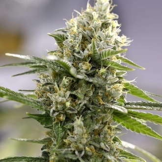 Lemon Haze Automat (Expert Seeds) feminizowane