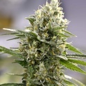 Lemon Haze Automat (Expert Seeds) feminizowane