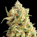 New York Diesel Automat (Expert Seeds) nasiona marihuany feminizowane