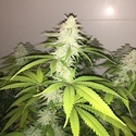 Simple Wedding Cake S1 (Pheno Finder) feminizowane