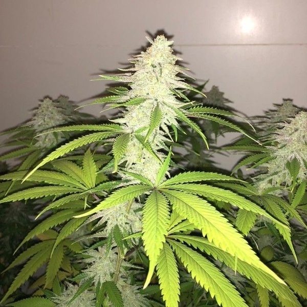 Simple Wedding Cake S1 (Pheno Finder) feminizowane
